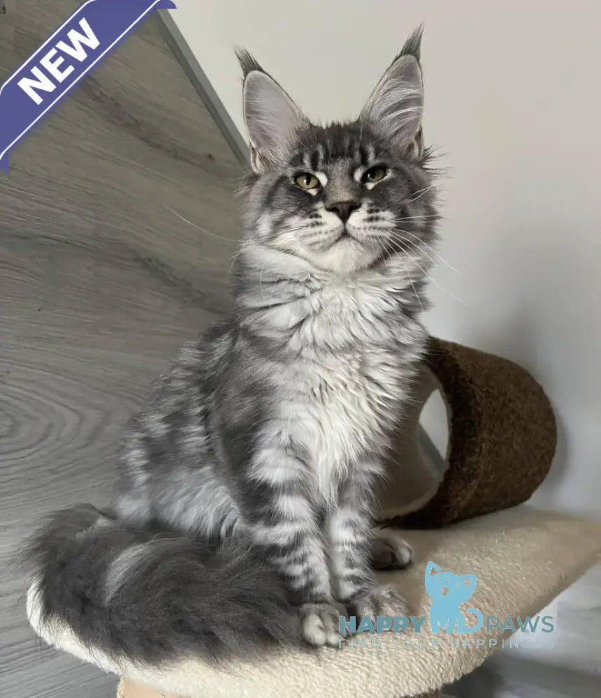 Mavrik Maine Coon male blue silver tabby live animals