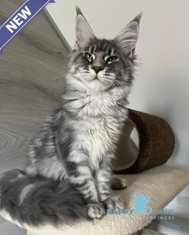 Mavrik Maine Coon male blue silver tabby live animals