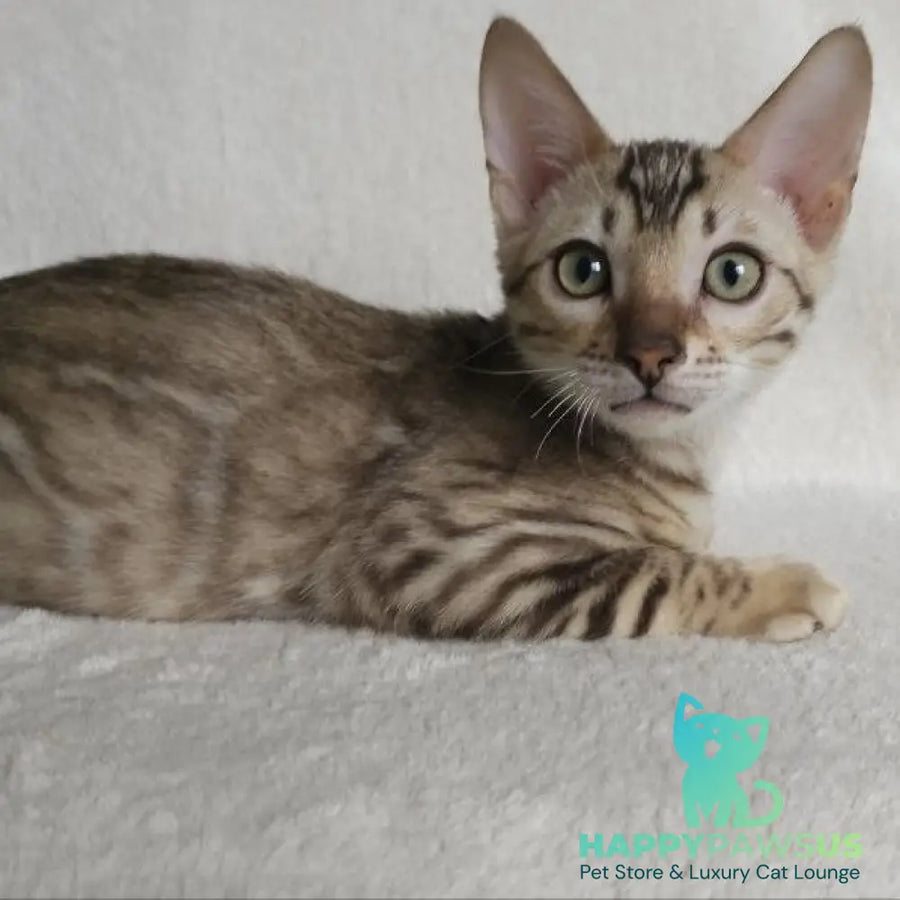 Max Bengal male seal tabby - live animals