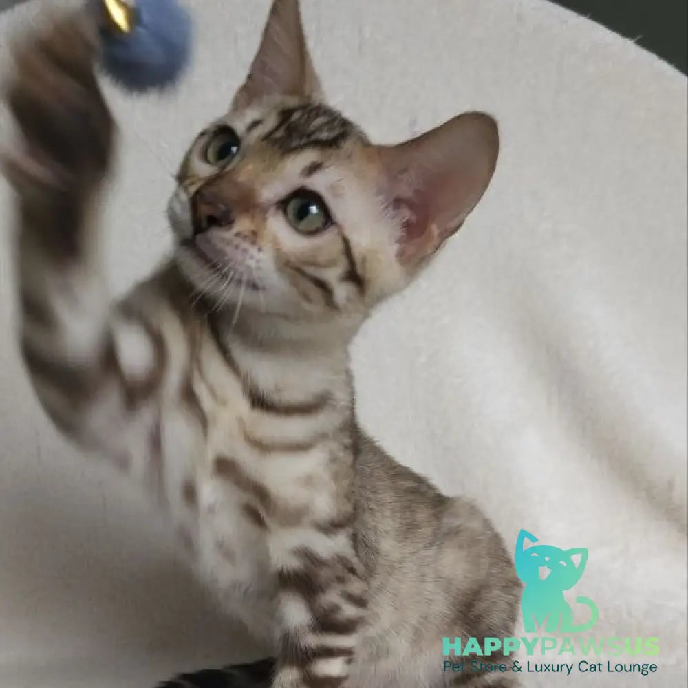 Max Bengal male seal tabby - live animals