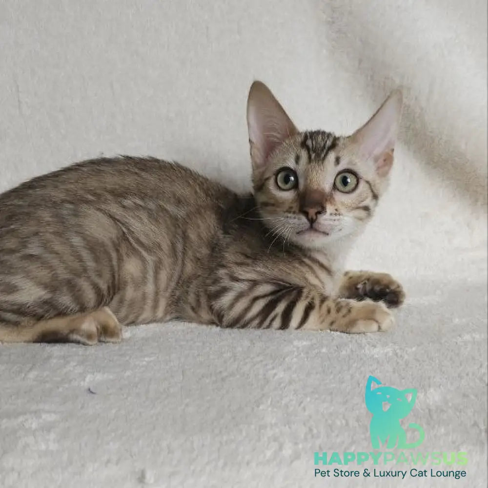 Max Bengal male seal tabby - live animals