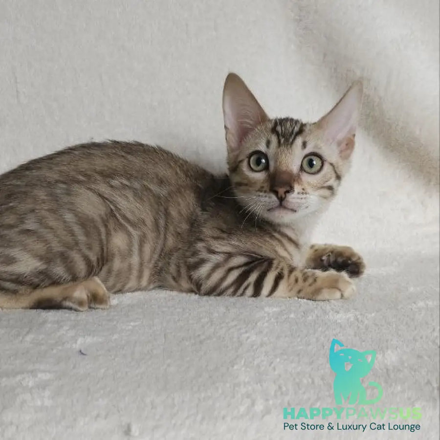Max Bengal male seal tabby - live animals