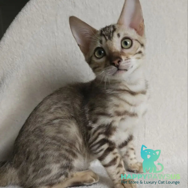 Max Bengal male seal tabby - live animals