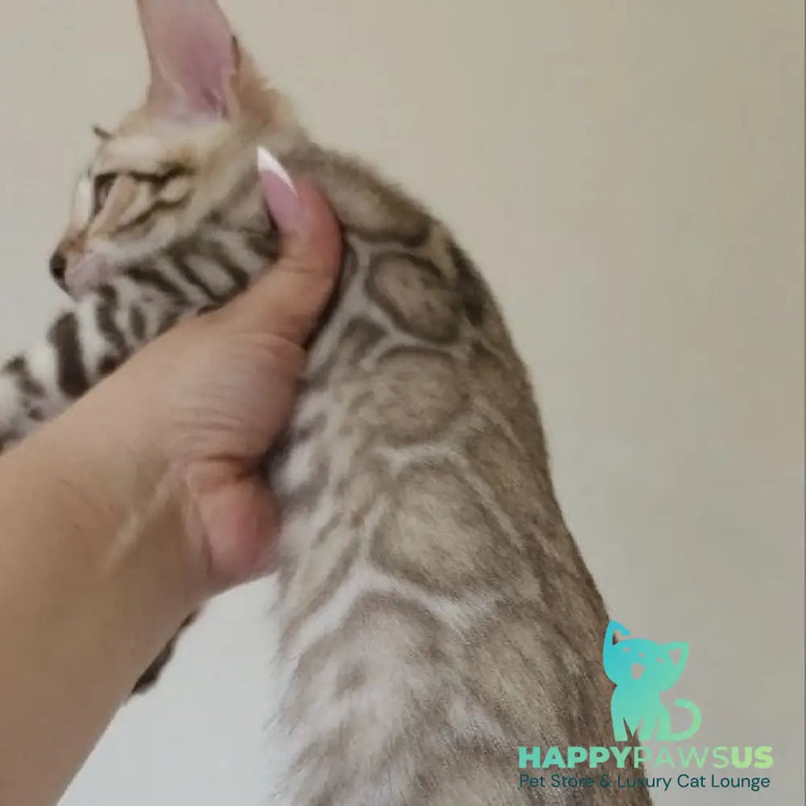 Max Bengal male seal tabby - live animals
