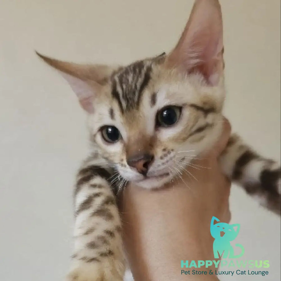 Max Bengal male seal tabby - live animals