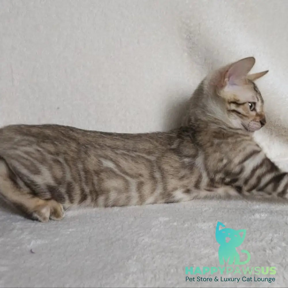 Max Bengal male seal tabby - live animals