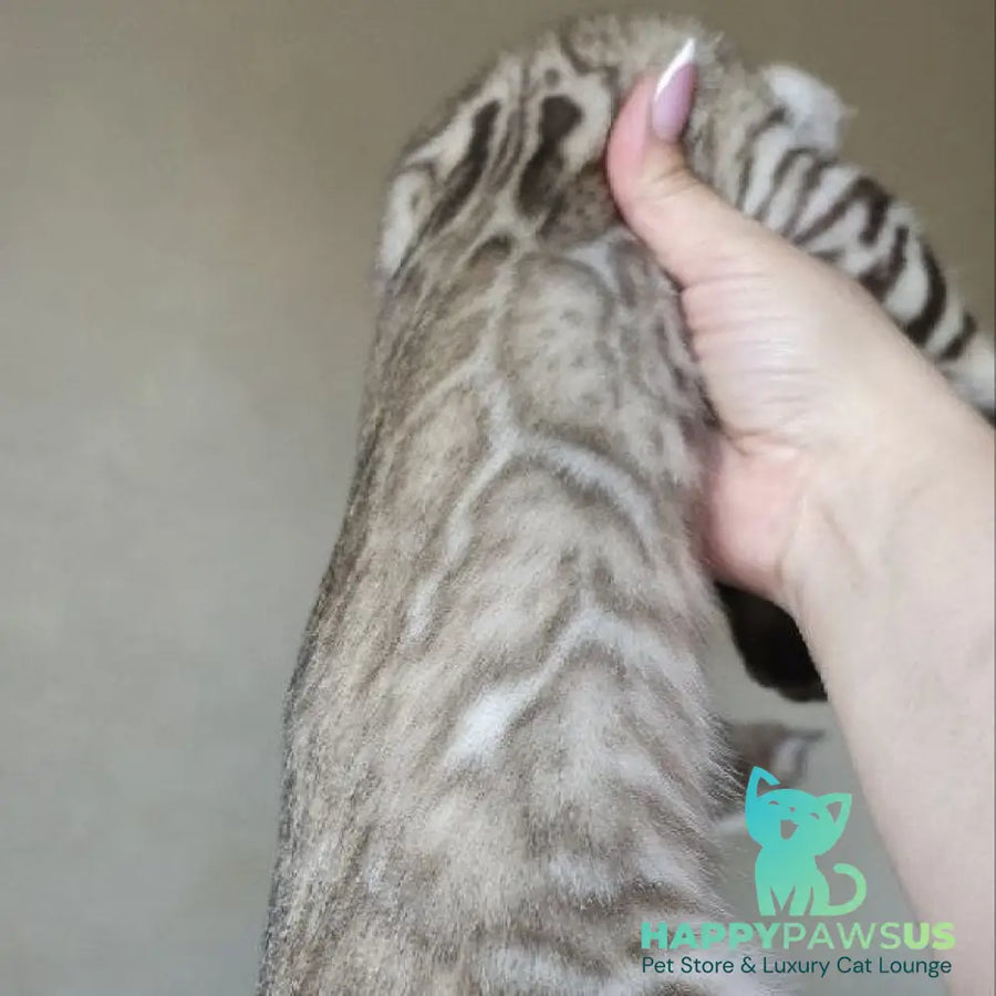 Max Bengal male seal tabby - live animals