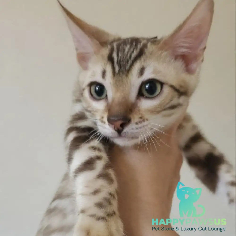 Max Bengal male seal tabby - live animals