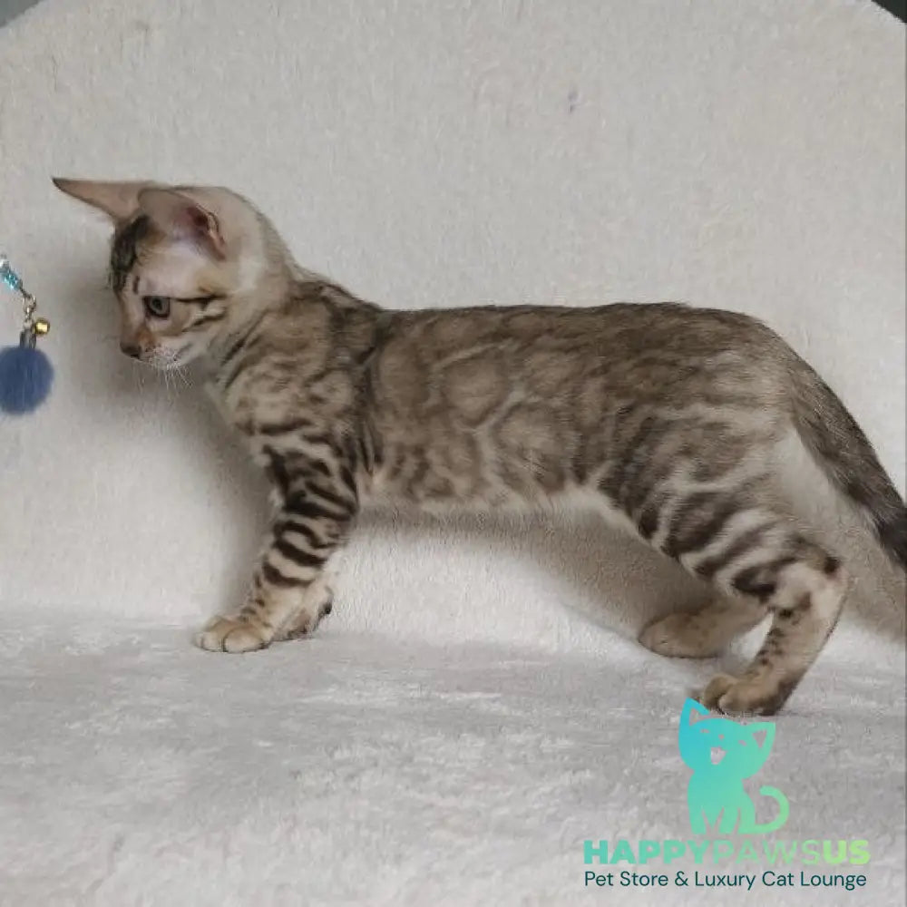 Max Bengal male seal tabby - live animals