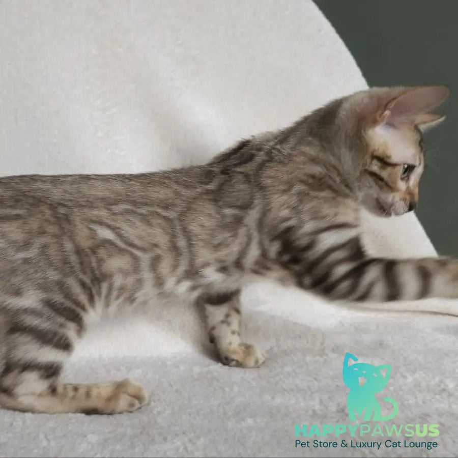 Max Bengal male seal tabby - live animals