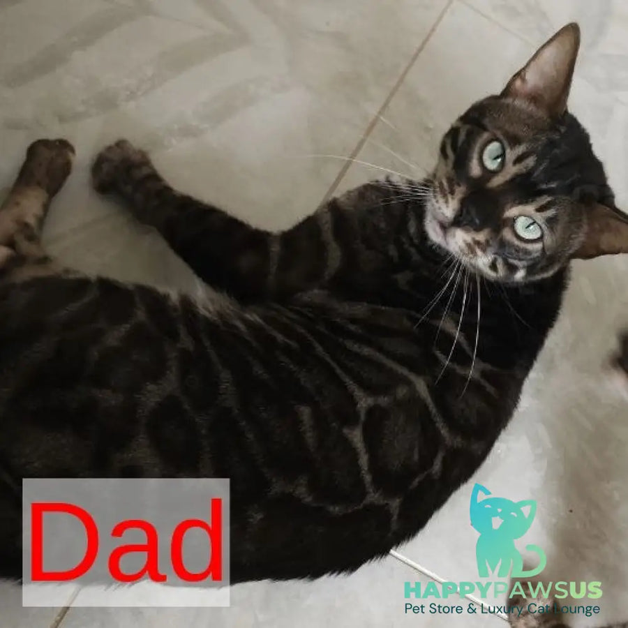 Max Bengal male seal tabby - live animals