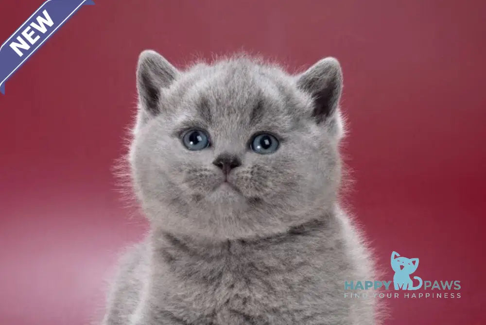 Max British Shorthair female blue live animals