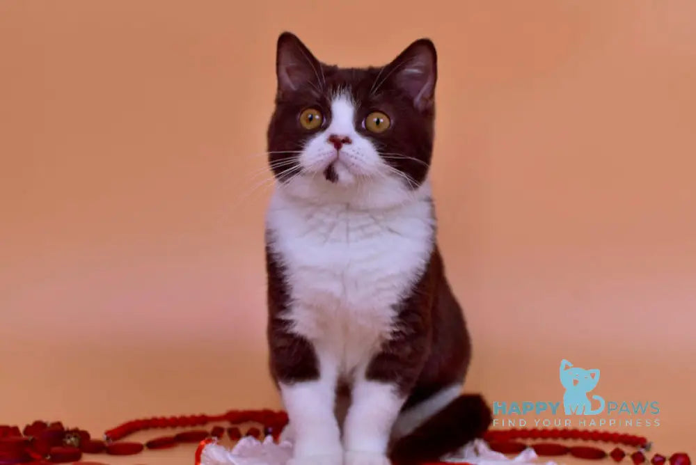 Max British Shorthair male chocolate bicolour live animals