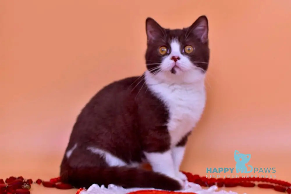 Max British Shorthair male chocolate bicolour live animals