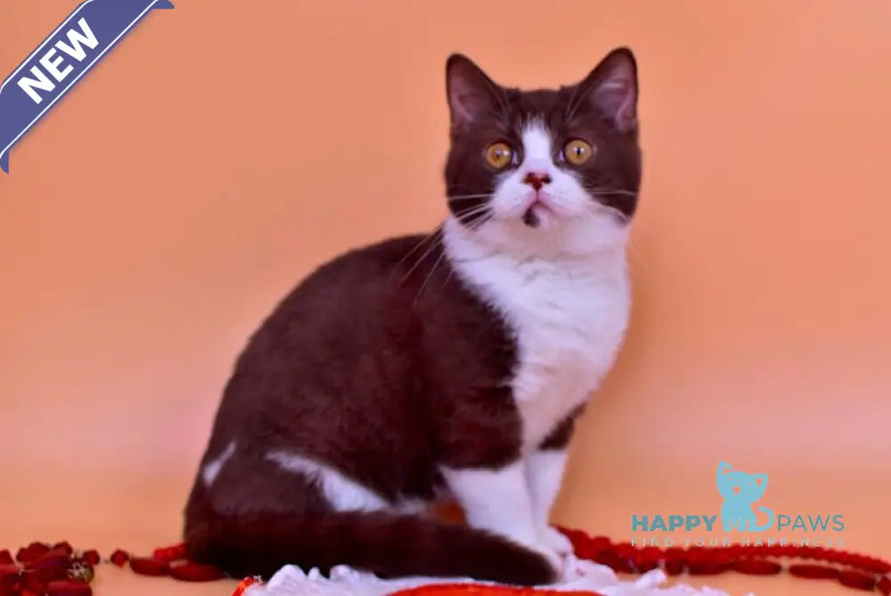 Max British Shorthair male chocolate bicolour live animals