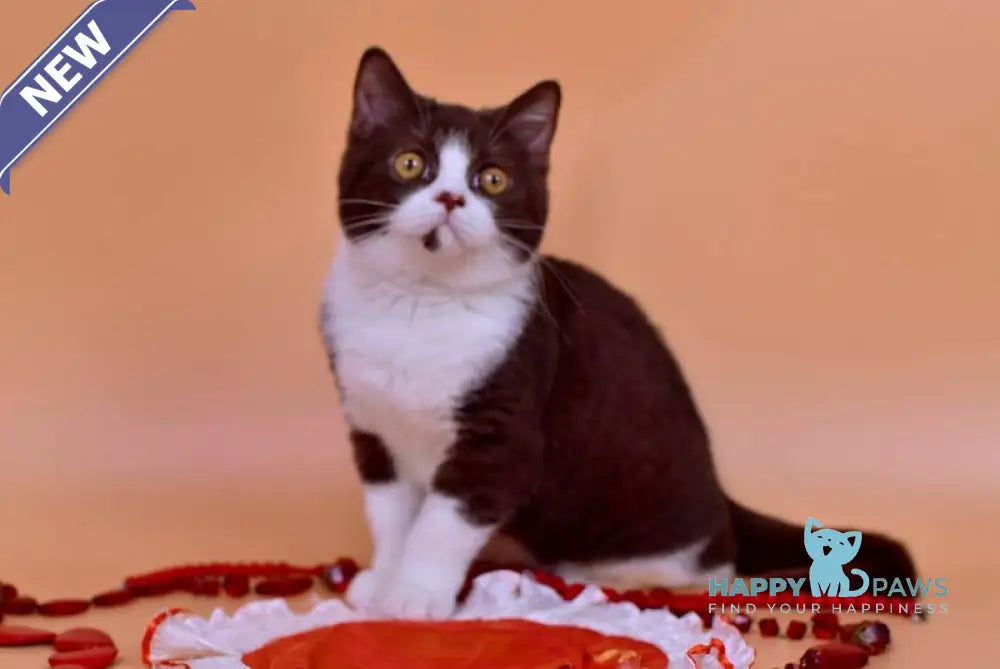 Max British Shorthair male chocolate bicolour live animals