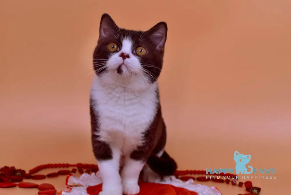 Max British Shorthair male chocolate bicolour live animals