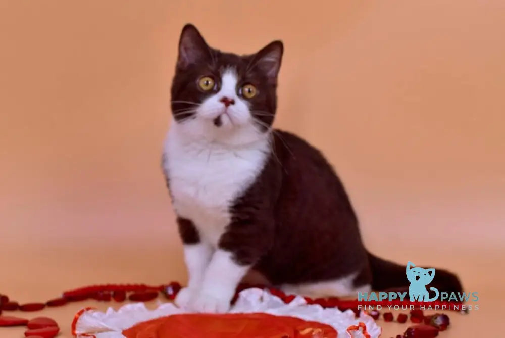 Max British Shorthair male chocolate bicolour live animals