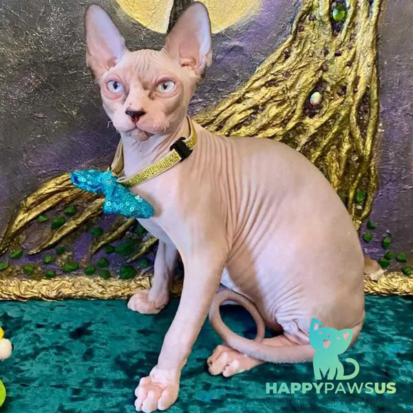 Max Canadian Sphynx male blue bicolour pointed - live animals