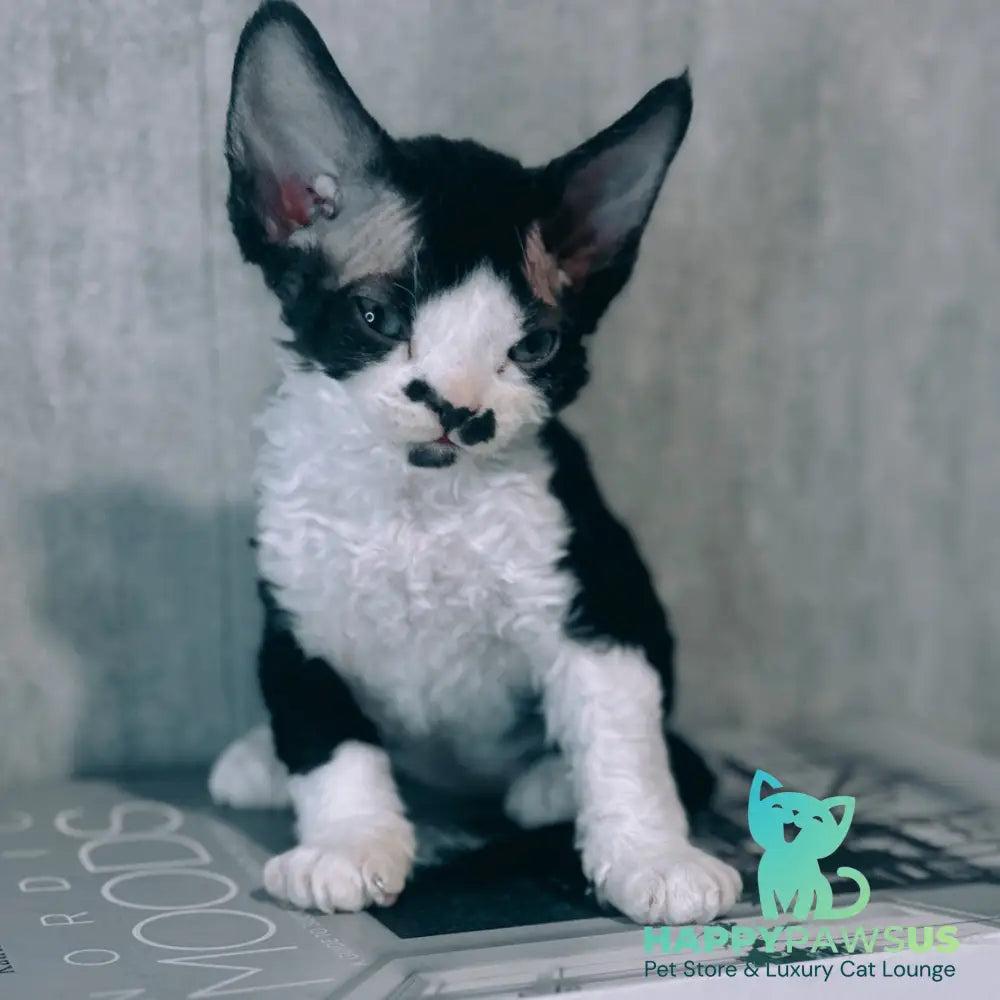 Max Devon Rex male black bicolour - live animals