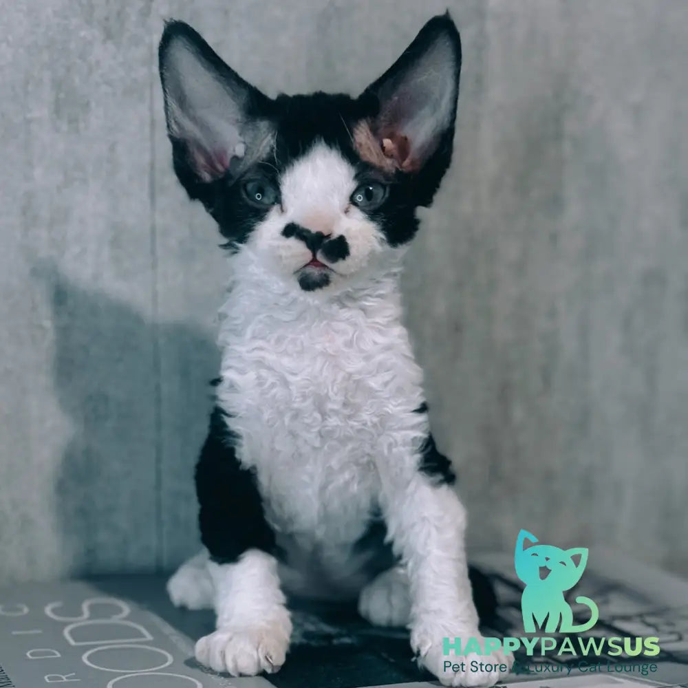 Max Devon Rex male black bicolour - live animals