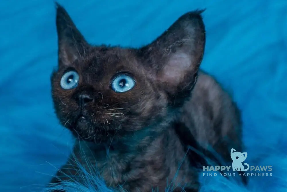 Max Devon Rex male black live animals