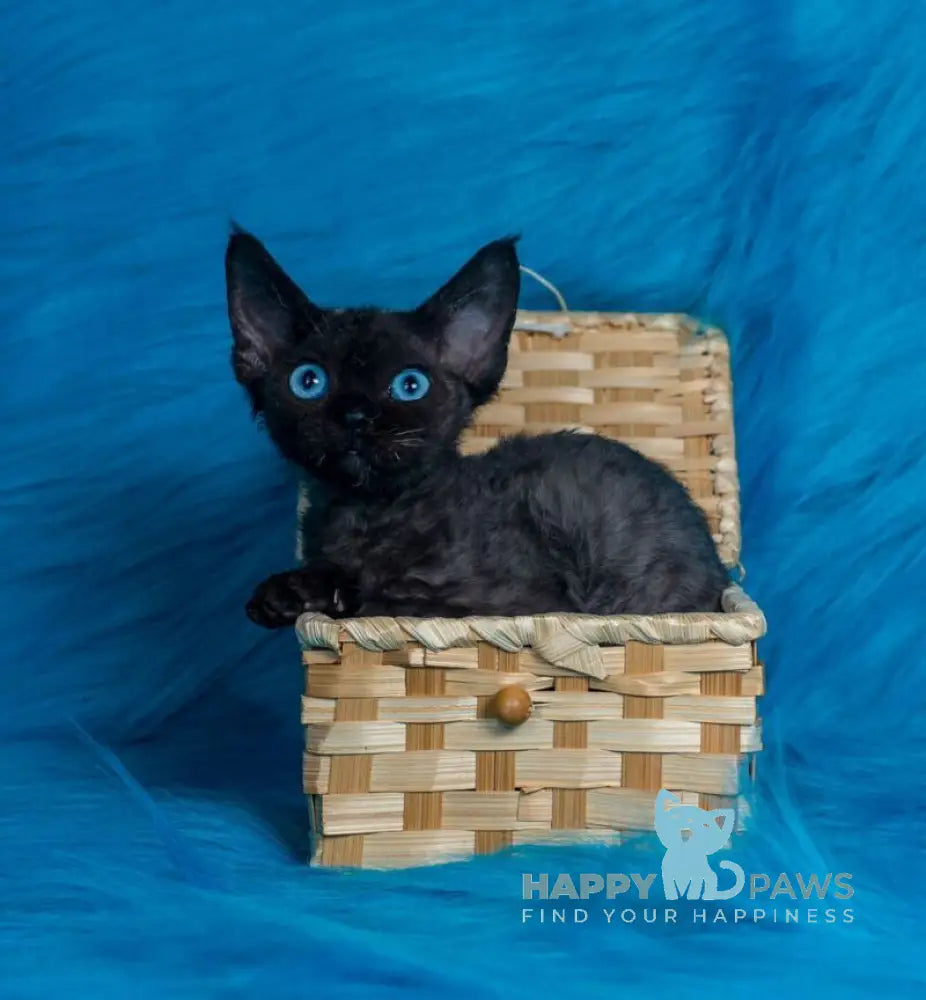 Max Devon Rex male black live animals