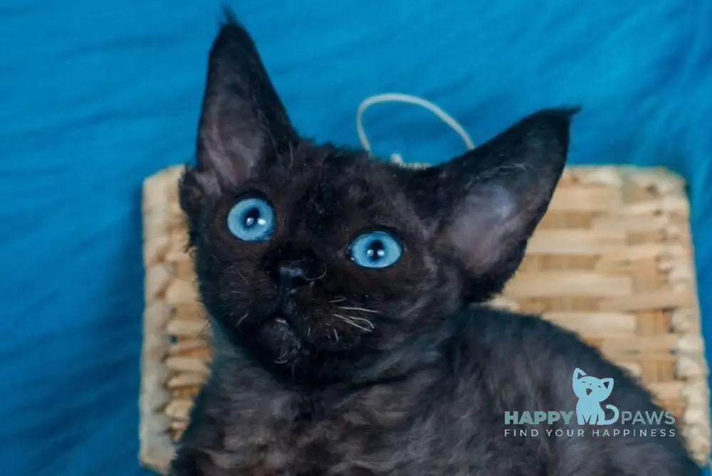 Max Devon Rex male black live animals