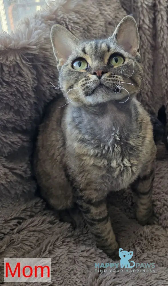 Max Devon Rex male black live animals