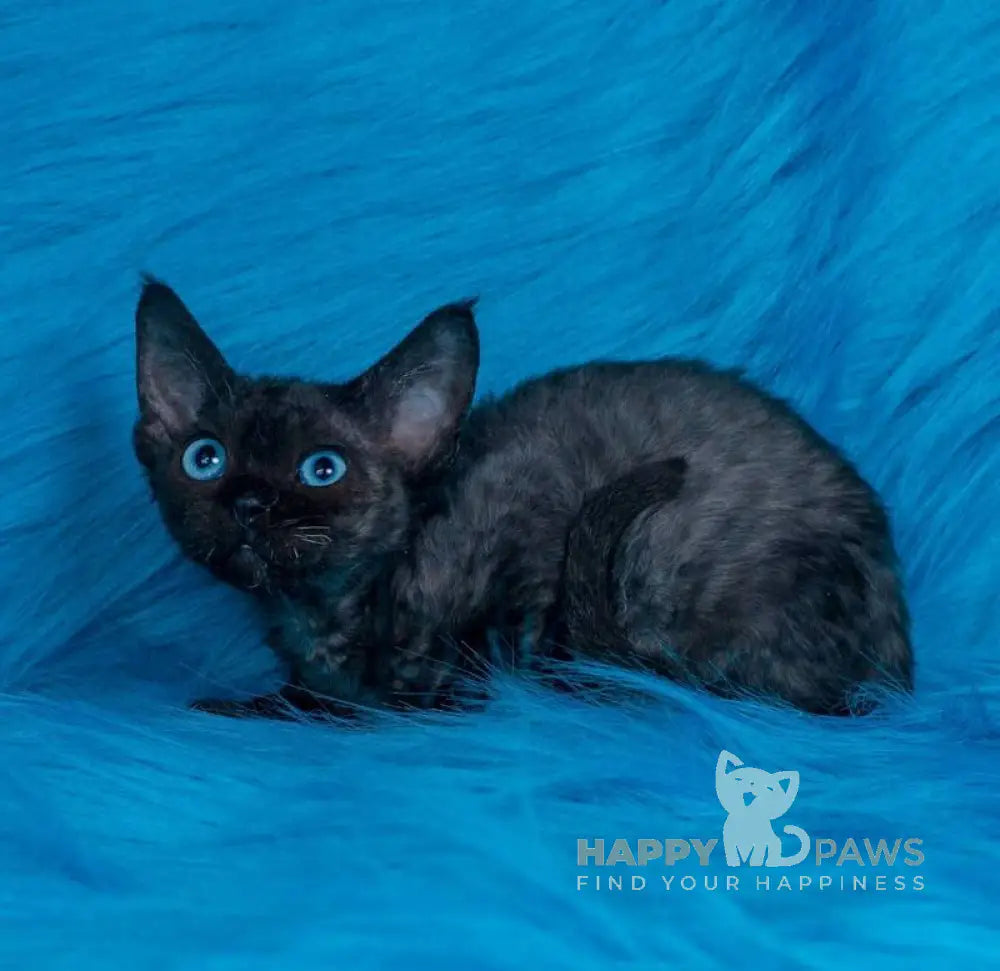 Max Devon Rex male black live animals