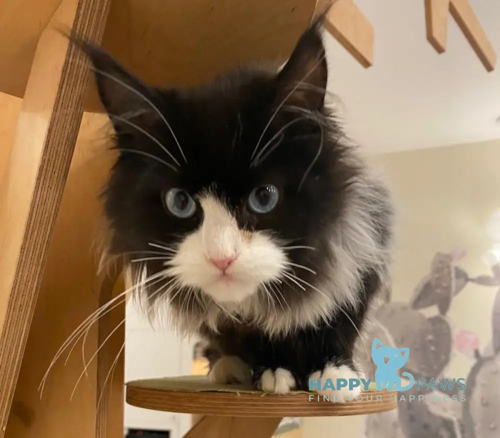 Max Maine Coon male black silver bicolour live animals