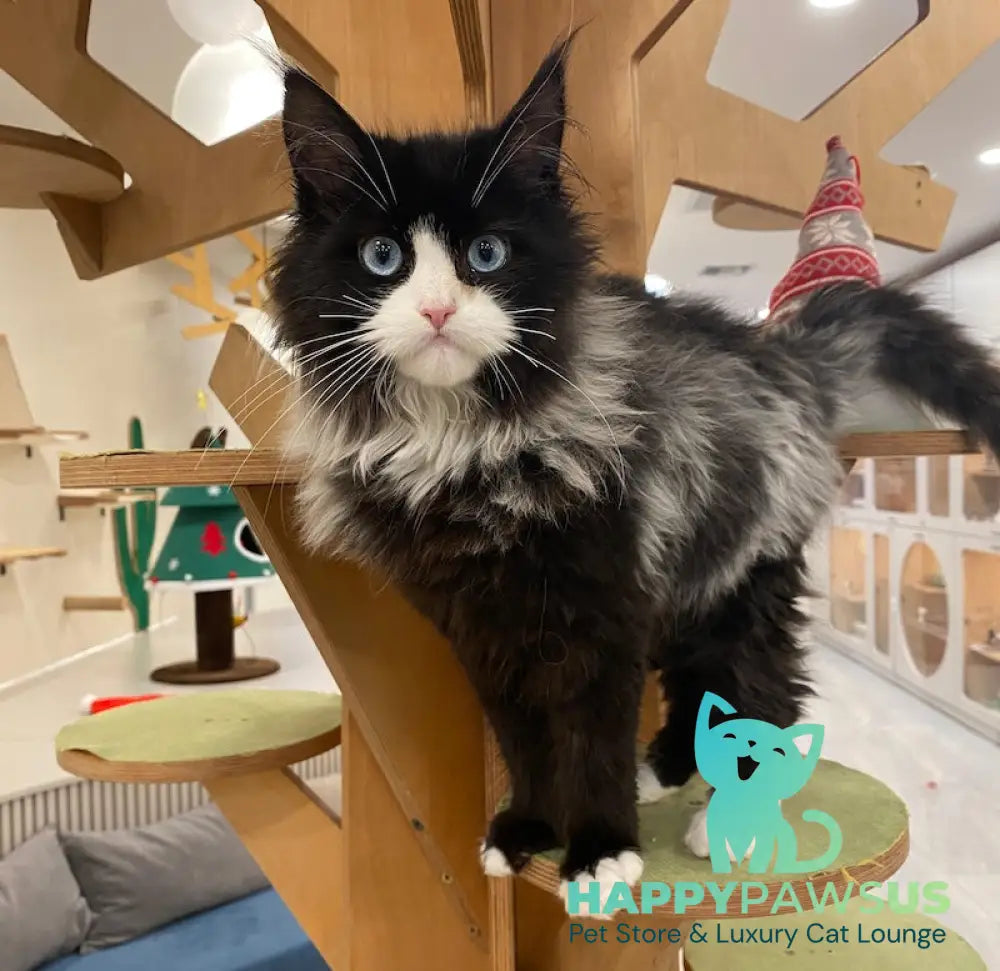Max Maine Coon male black silver bicolour live animals