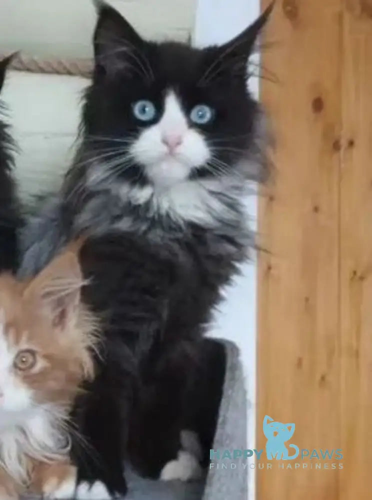 Max Maine Coon male black silver tabby bicolour live animals