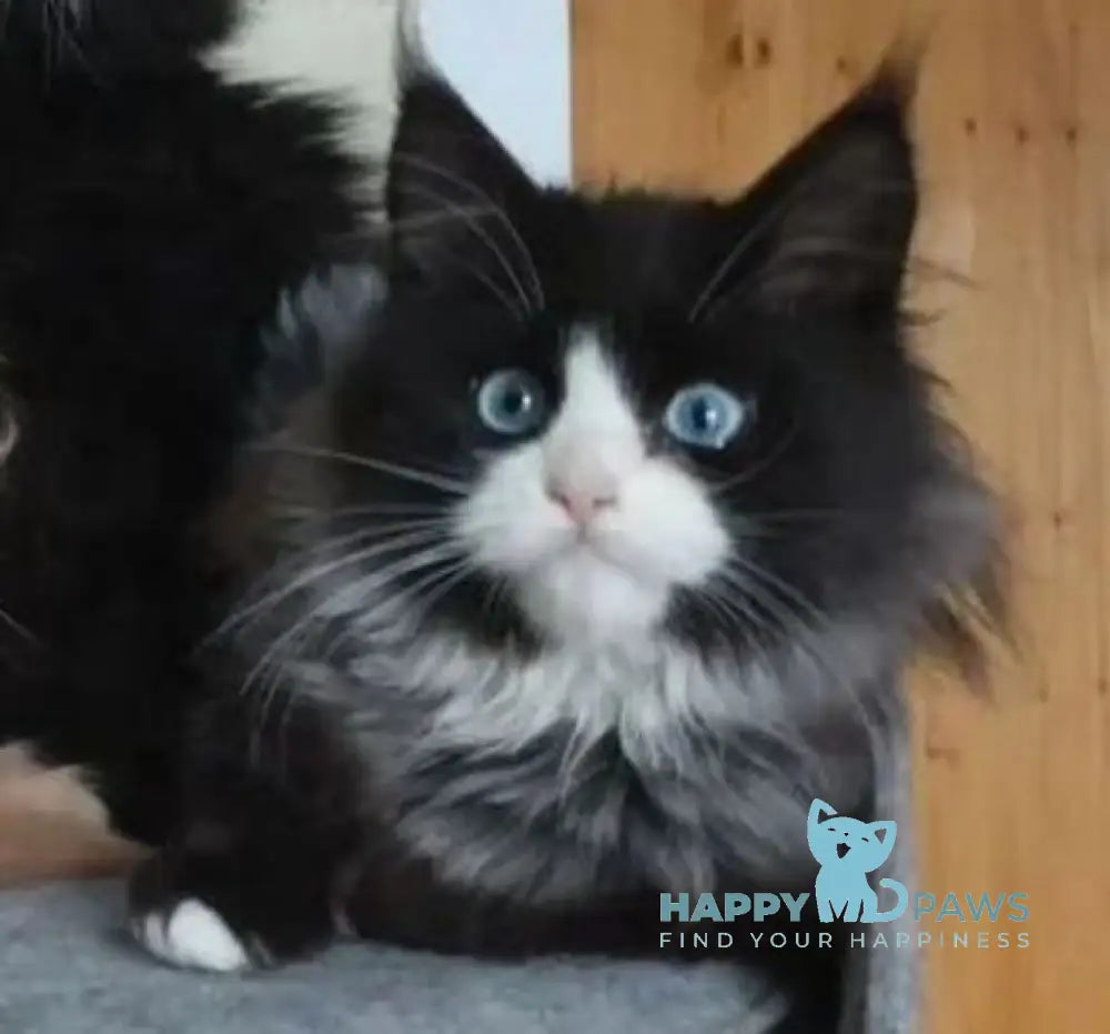 Max Maine Coon male black silver tabby bicolour live animals