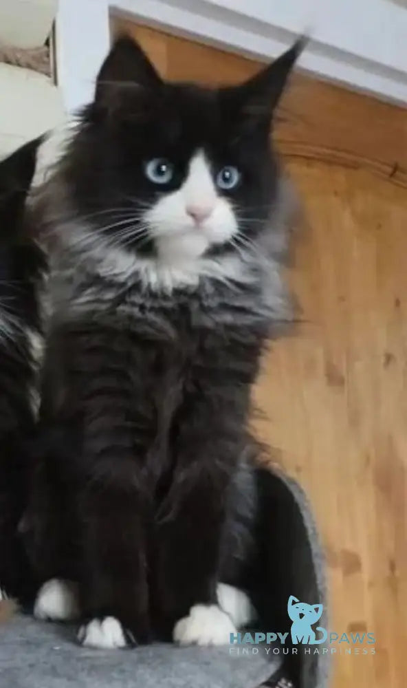 Max Maine Coon male black silver tabby bicolour live animals