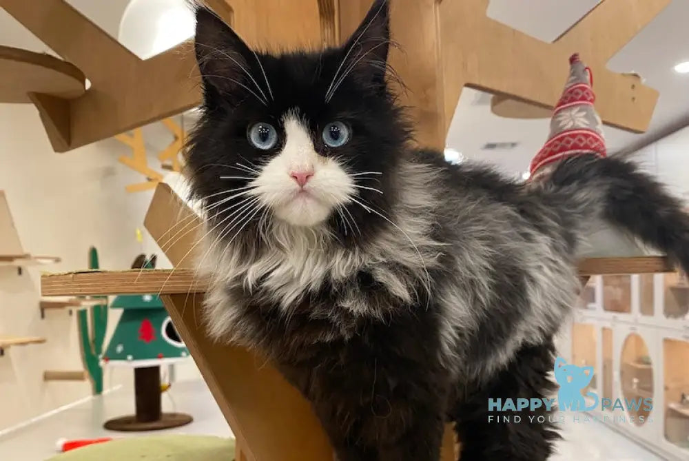 Max Maine Coon male black silver bicolour live animals