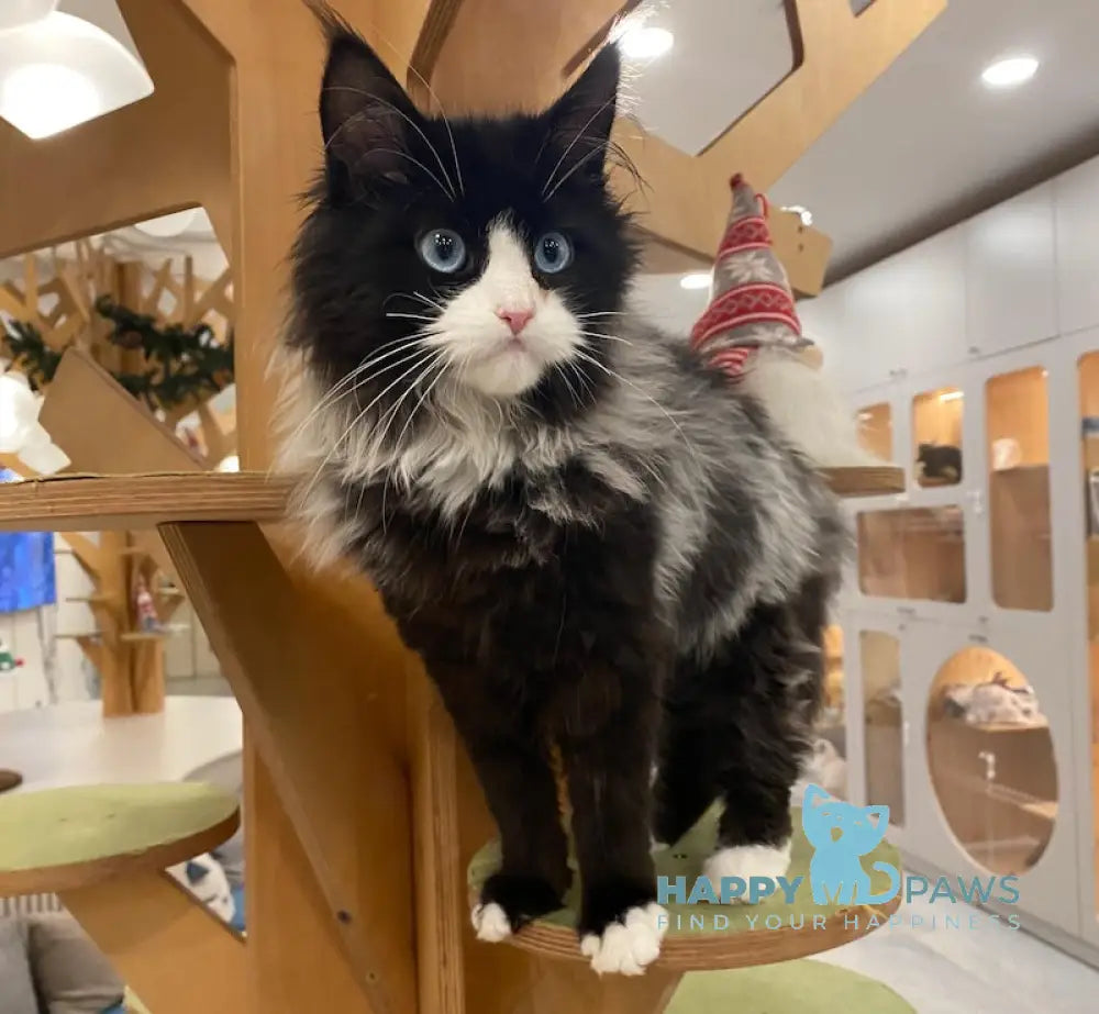 Max Maine Coon male black silver bicolour live animals