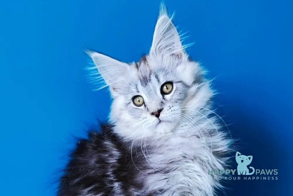 Max Maine Coon male black silver tabby live animals