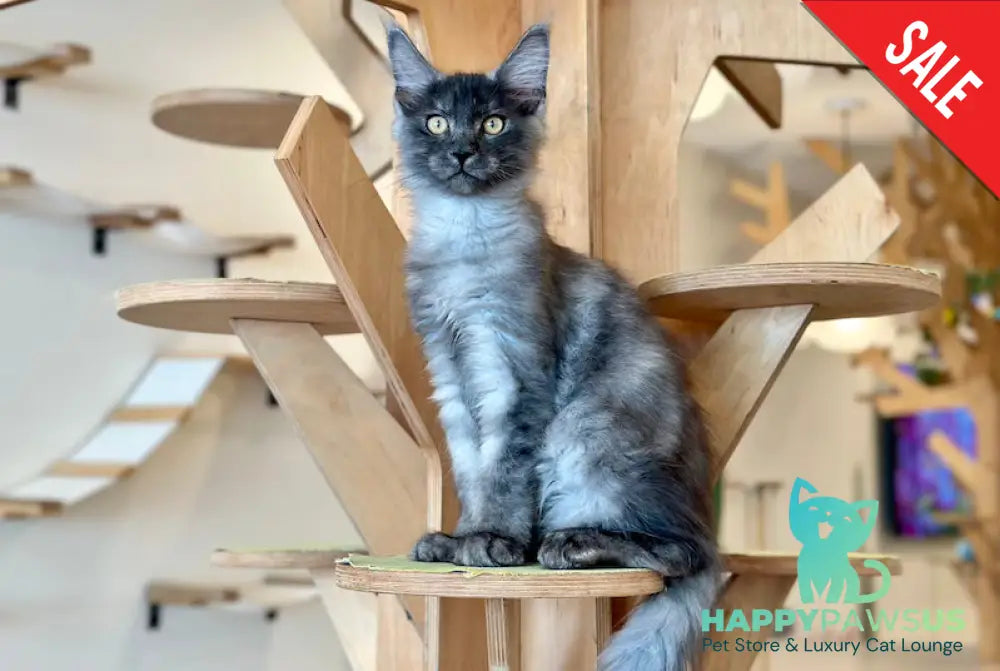 Max Maine Coon male black smoke - live animals