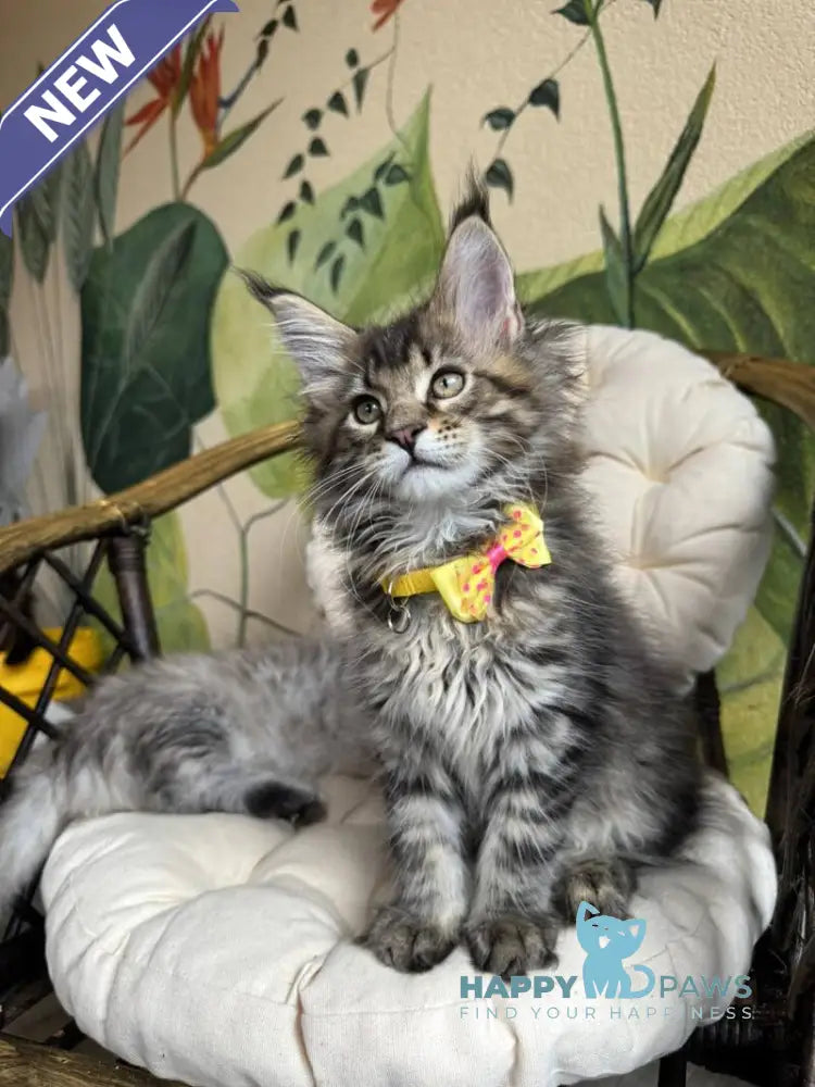 Max Maine Coon male black ticked tabby live animals