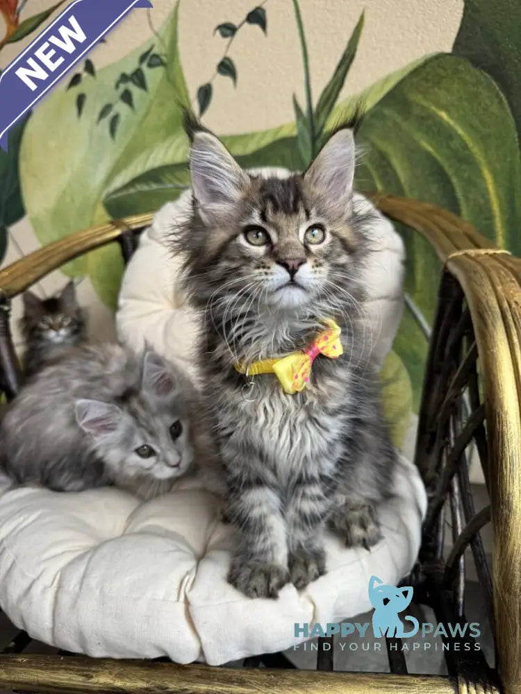 Max Maine Coon male black ticked tabby live animals