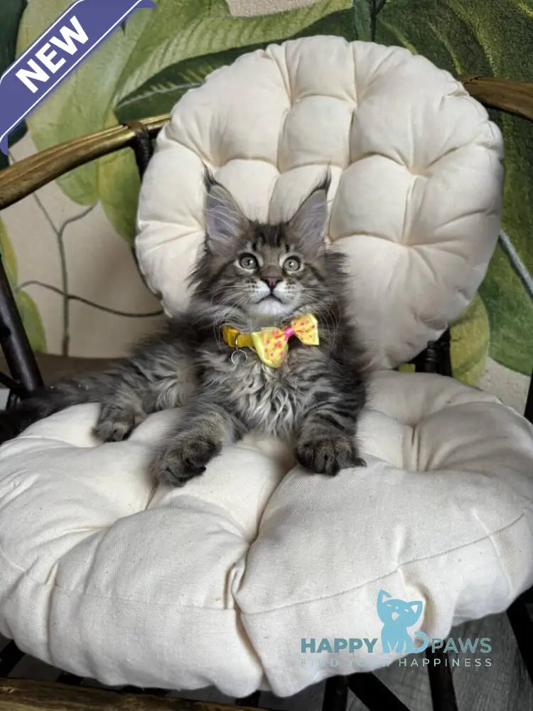 Max Maine Coon male black ticked tabby live animals