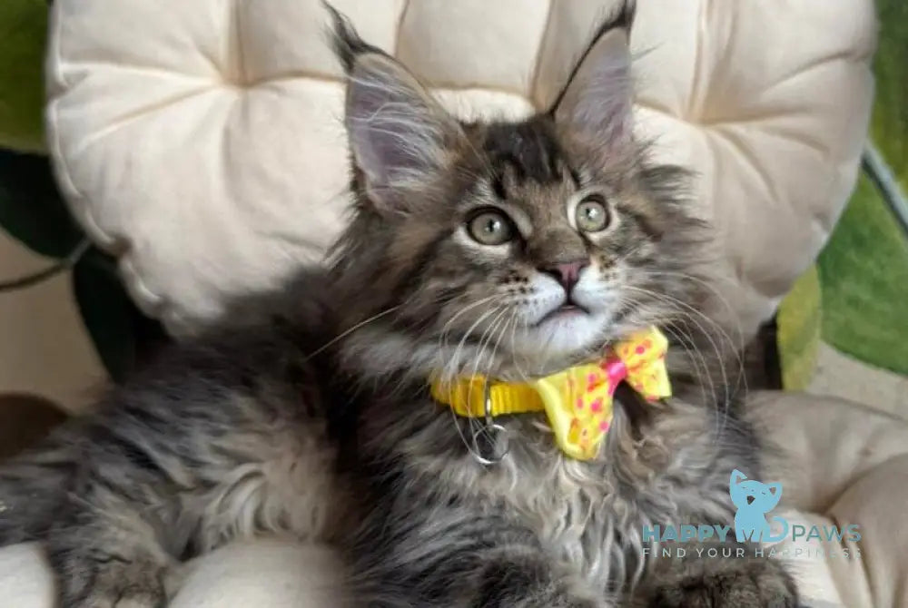 Max Maine Coon male black ticked tabby live animals
