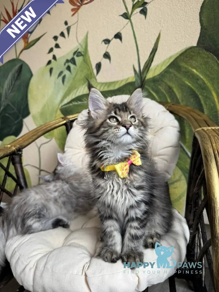 Max Maine Coon male black ticked tabby live animals