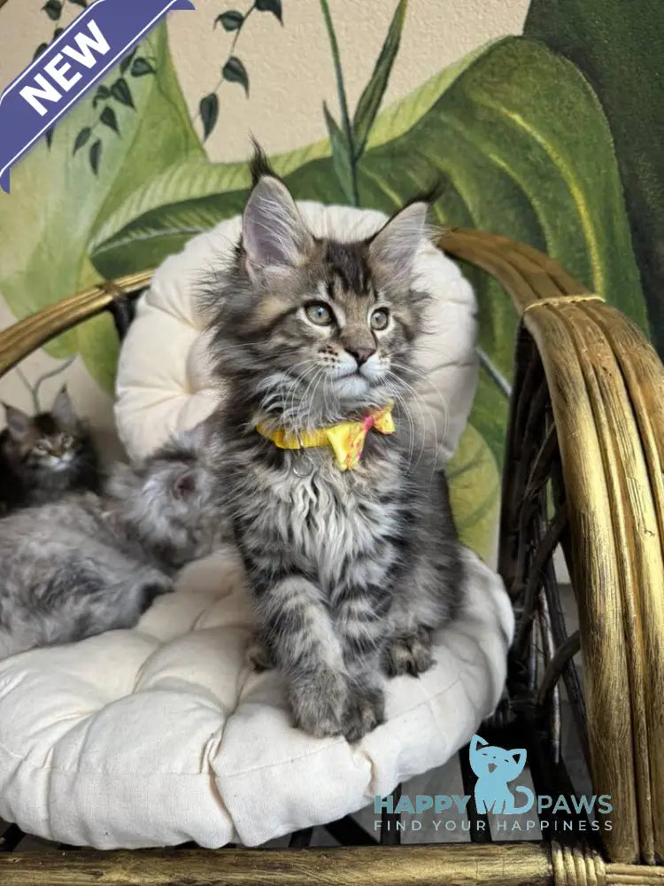 Max Maine Coon male black ticked tabby live animals