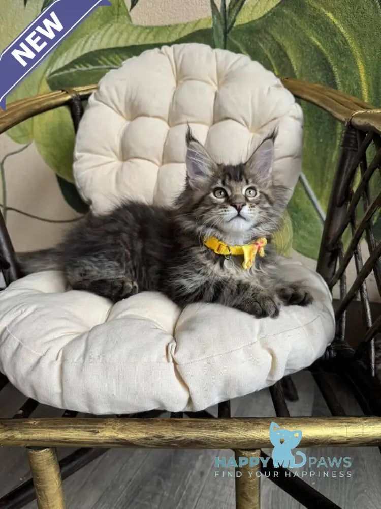 Max Maine Coon male black ticked tabby live animals