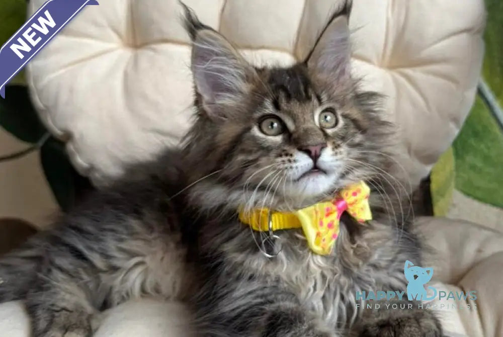 Max Maine Coon male black ticked tabby live animals