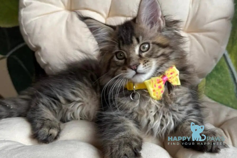 Max Maine Coon male black ticked tabby live animals