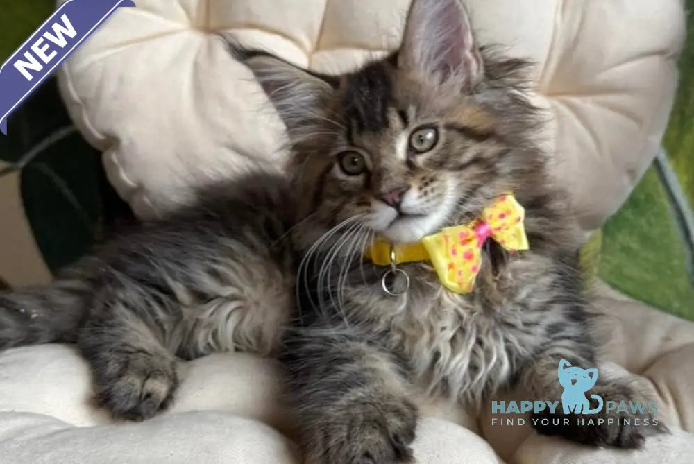 Max Maine Coon male black ticked tabby live animals