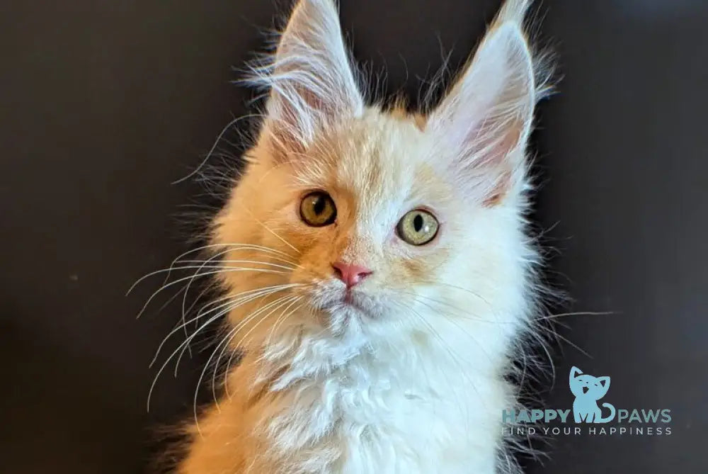 Max Maine Coon male black tortie bicolour live animals